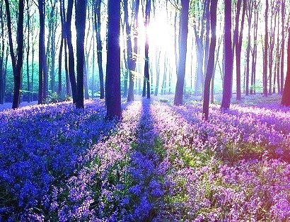 Bluebell Forest, United Kingdom