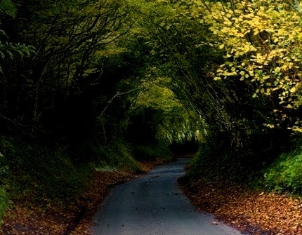 Hobbit Tree Tunnel, Dancersend, England