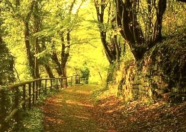 Forest Path, Cork County, Ireland