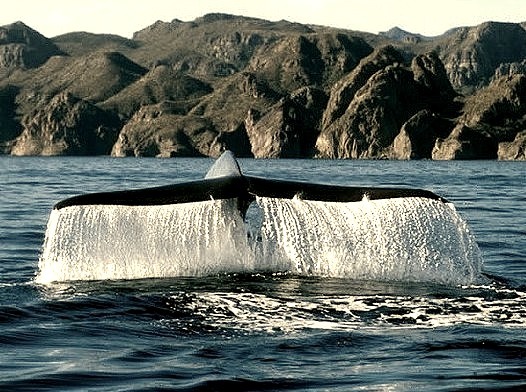 Blue whale near Loreto, Baja California Sur, Mexico