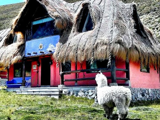 Alpaca in front of a hut at Chimborazo Volcano, Ecuador