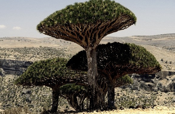 Socotra Dragon Tree or Dragon Blood Tree in Socotra Islands, Yemen