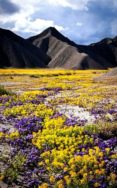 Carpets of yellow bee plant and purple scorpionweed at Caineville badlands, Utah, USA
