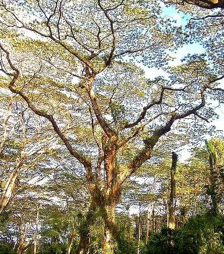 Albesia trees near Lava Tree State Monument on the Big Island of Hawaii, USA