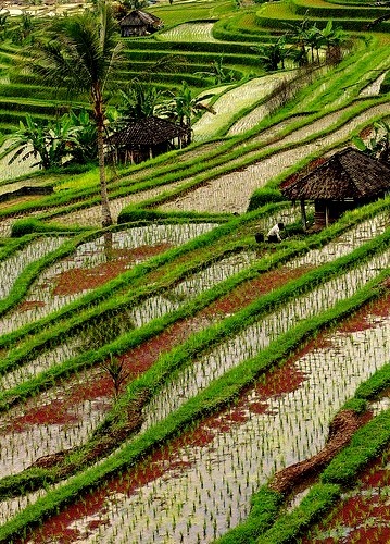 Jatiluwih Rice Terraces in Bali, Indonesia